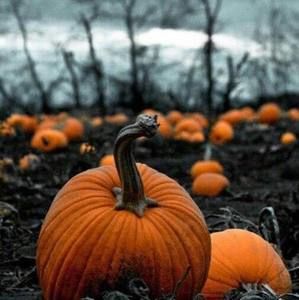 Meet your Posher, Marcie